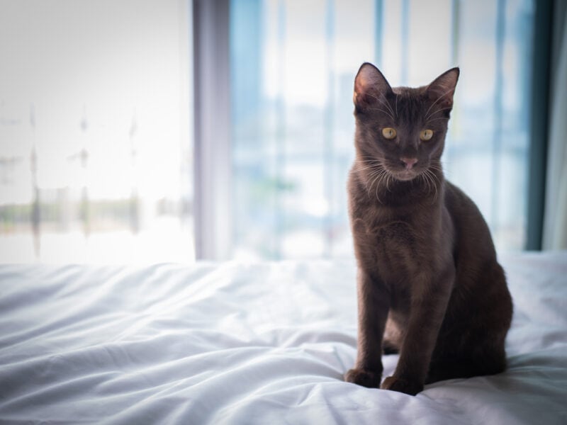 Cute Suphalak Thai cat