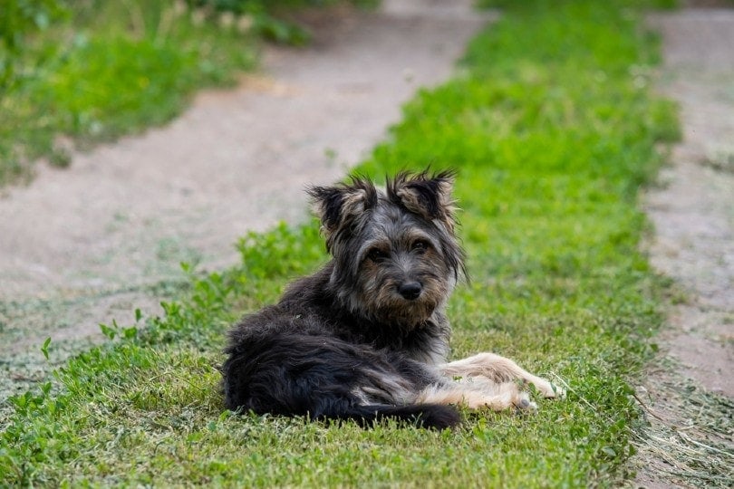 small mongrel dog lying outdoors