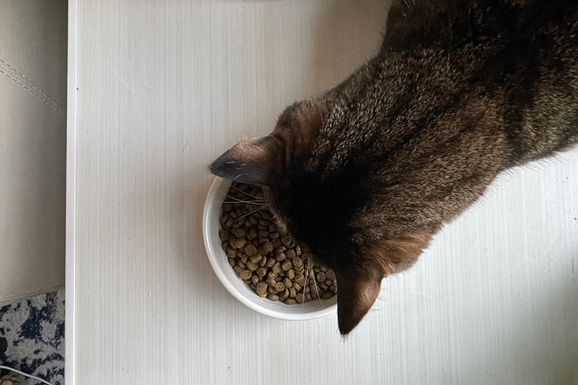 tabby cat eating Open Farm Wild Caught Salmon Kibble