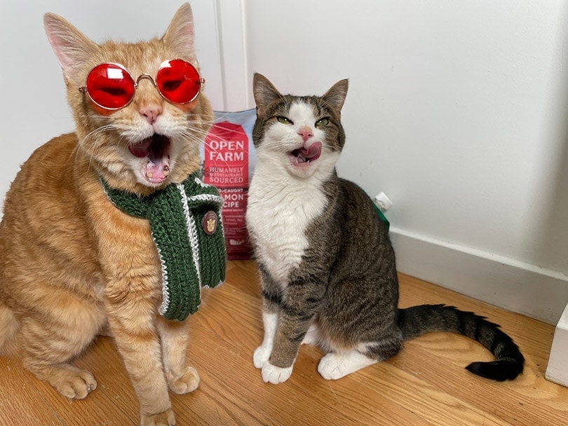 two cats licking their mouth in front of open farm wild-caught salmon dry cat recipe