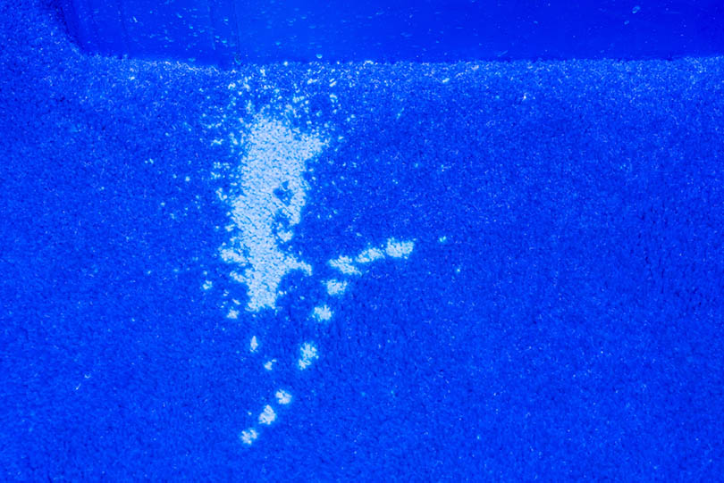 ultra violet light illuminates many stains from pet urine on a carpet in home