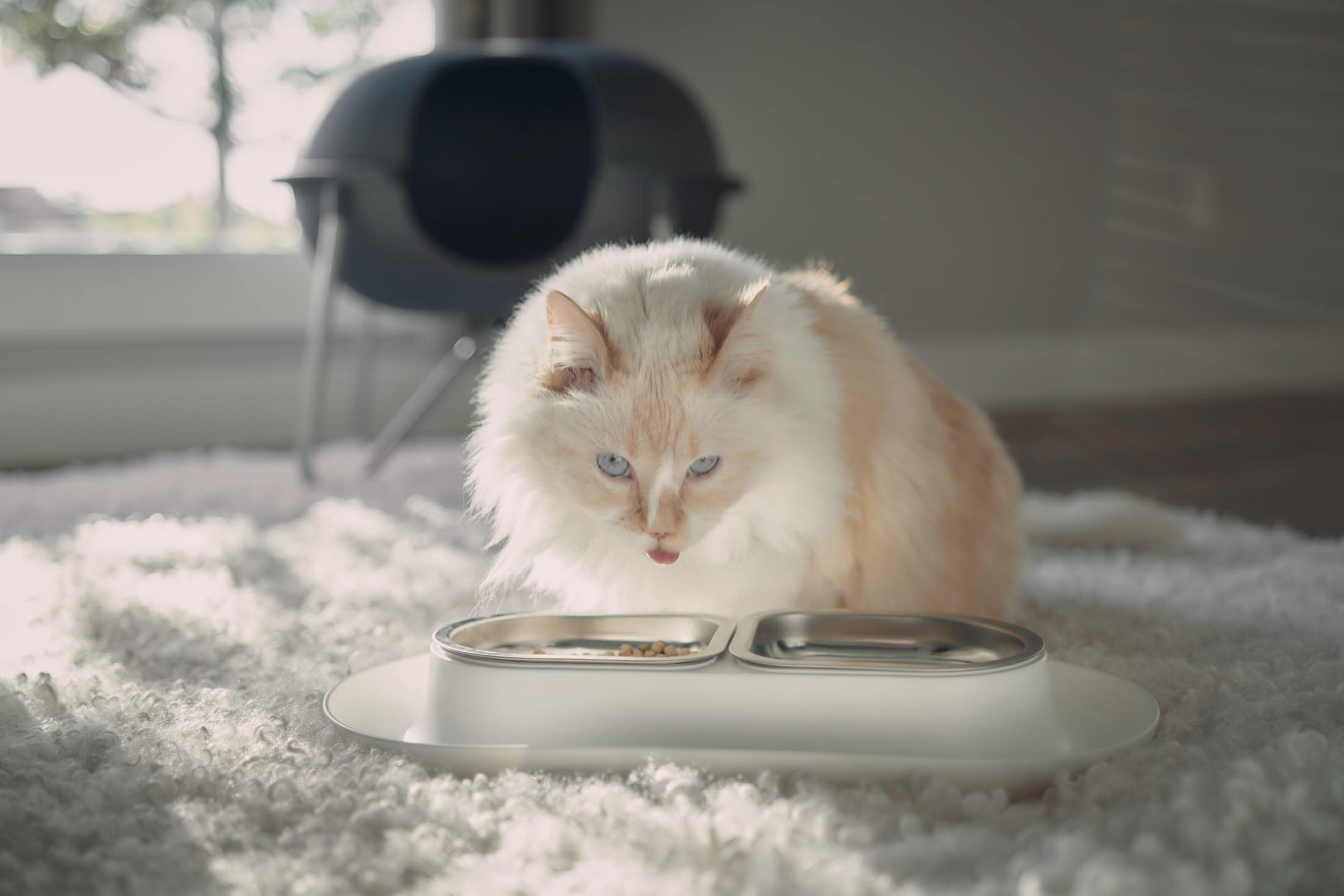 white cat tongue out hepper nom nom bowl eating