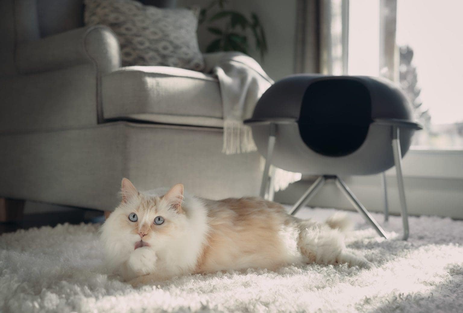 How Much Space Does a Cat Need? Indoor Space Per Pet | Hepper Pet Resources