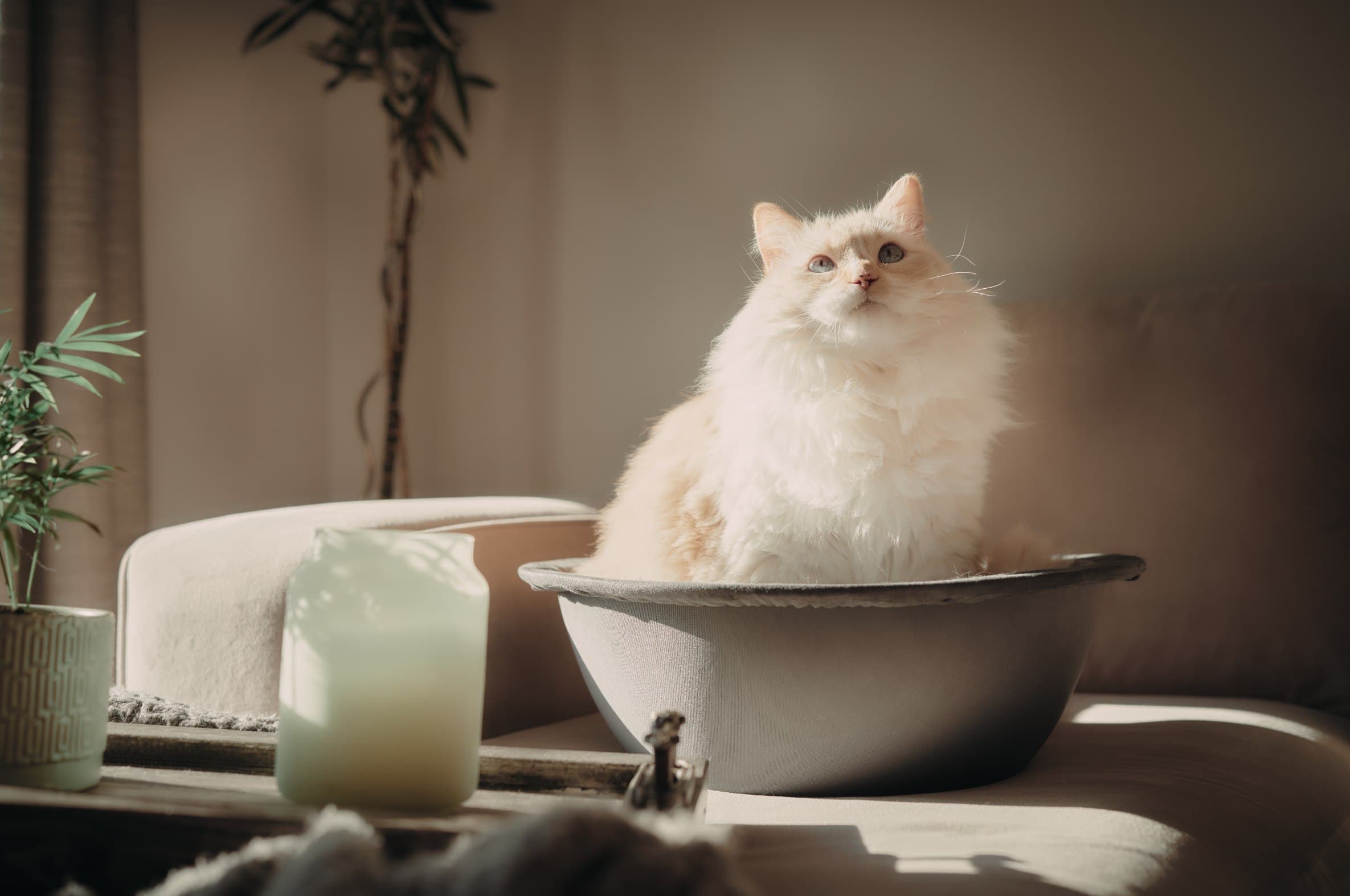 white himalayan persian cat in hepper nest on couch