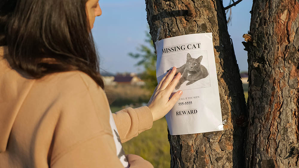 woman hangs cat missing poster