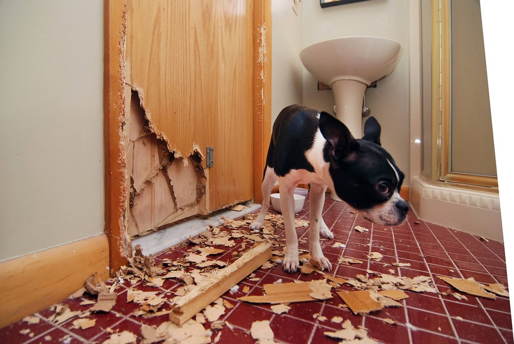 Boston Terrier puppy tearing up a door