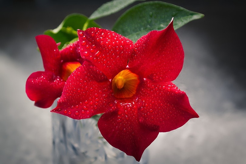 Brazilian Jasmine