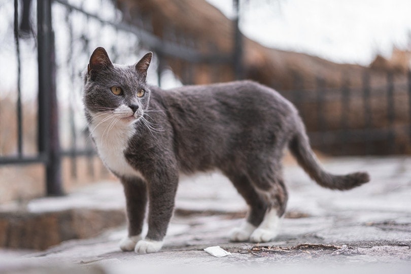 Brazilian Shorthair Kittens