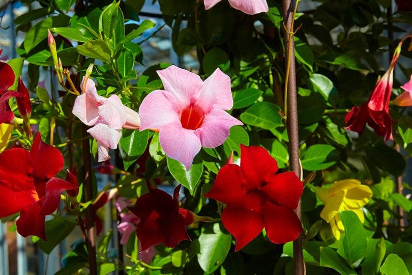 Chilean Jasmine