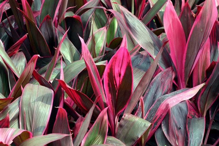 Curated visual reference: Visual Reference: Is Cordyline Hawaiian Ti Toxic To Cats Vet Approved Facts