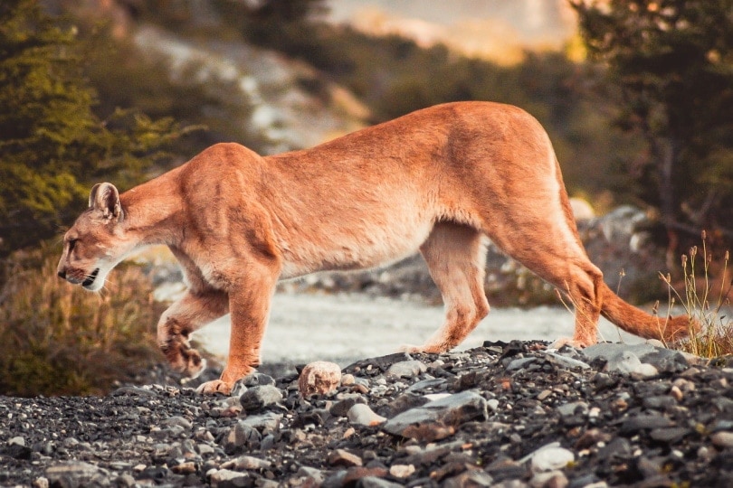 Cougar walking on stone pebbles