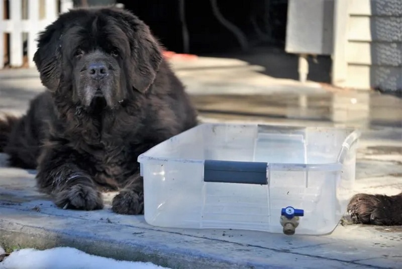 DIY dog bathtub