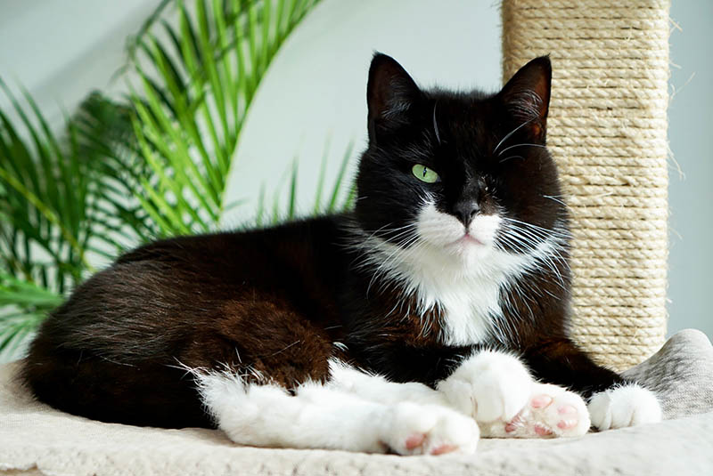 Enchanting one-eyed cat on scratch post, captivating green eyes, black and white fur