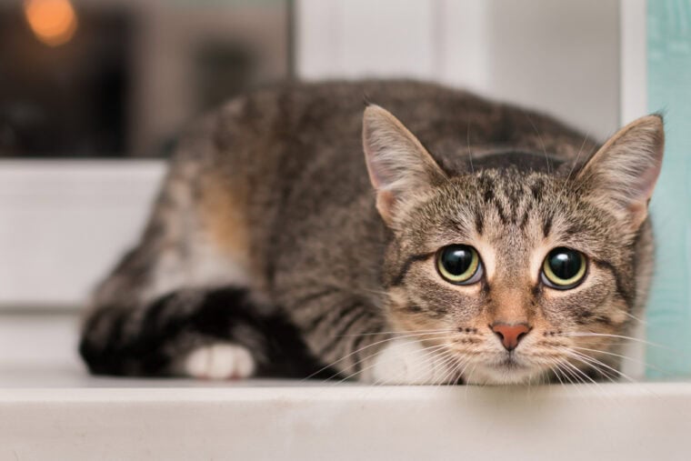Scared Cat Signs How to Tell If a Cat Is Scared? Vet-Verified Signs, Triggers ...