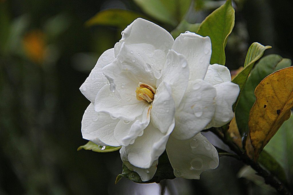 Gardenias Poisonous