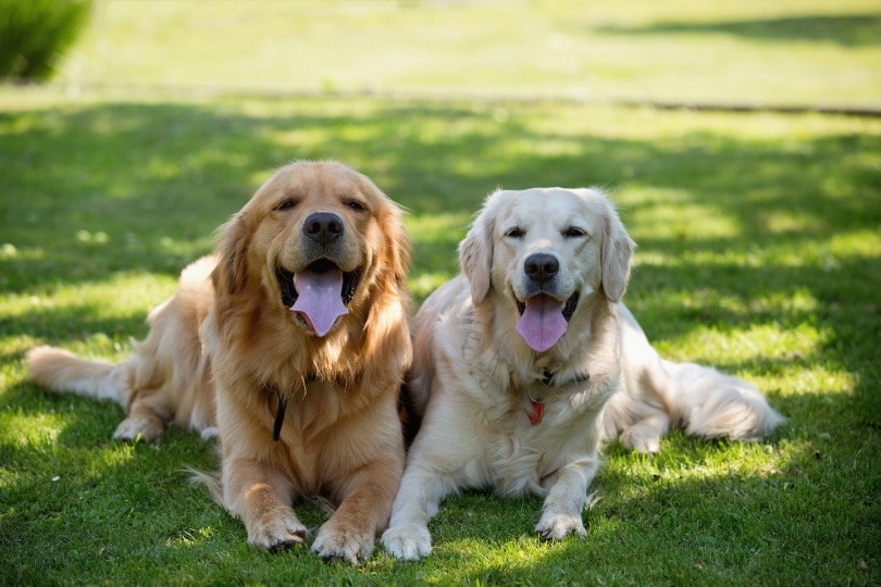 Golden Retriever dogs on the grass