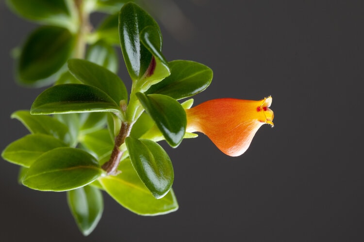 Golfish plant