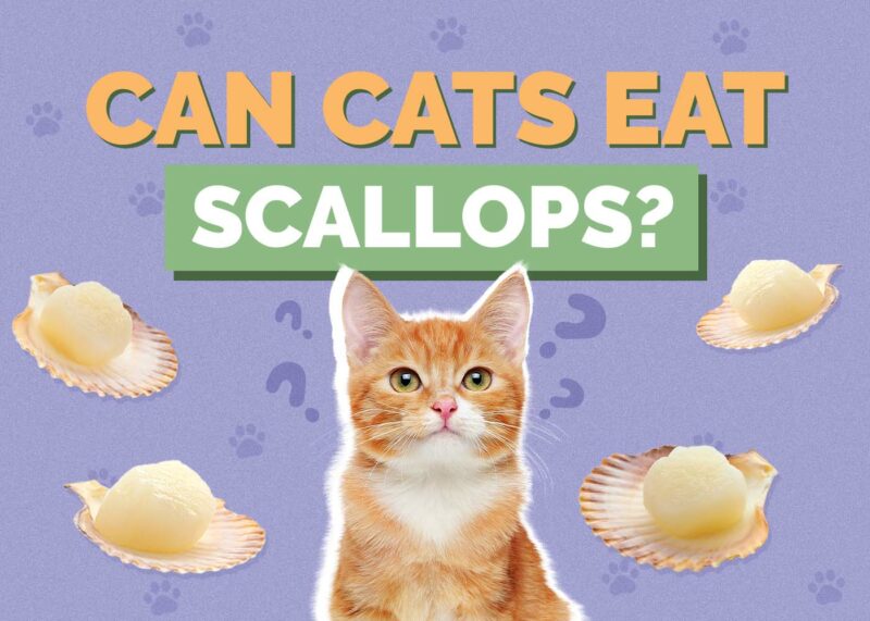 Hepper_Can Cats Eat_Scallops