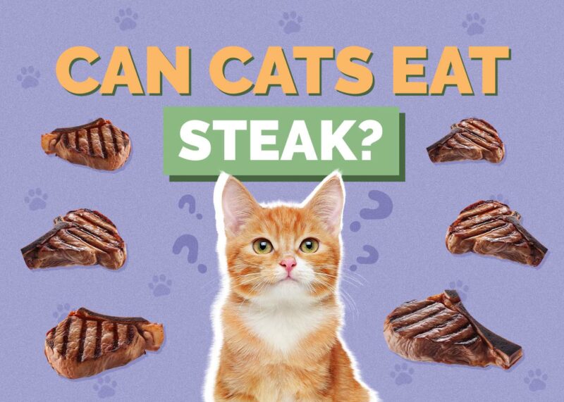 Hepper_Can Cats Eat_Steak
