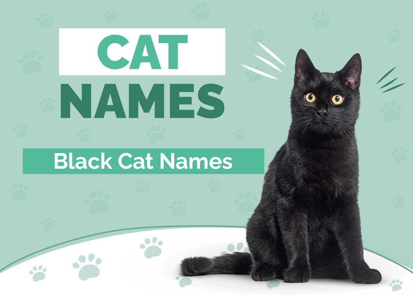 Black Cat Names for Pets