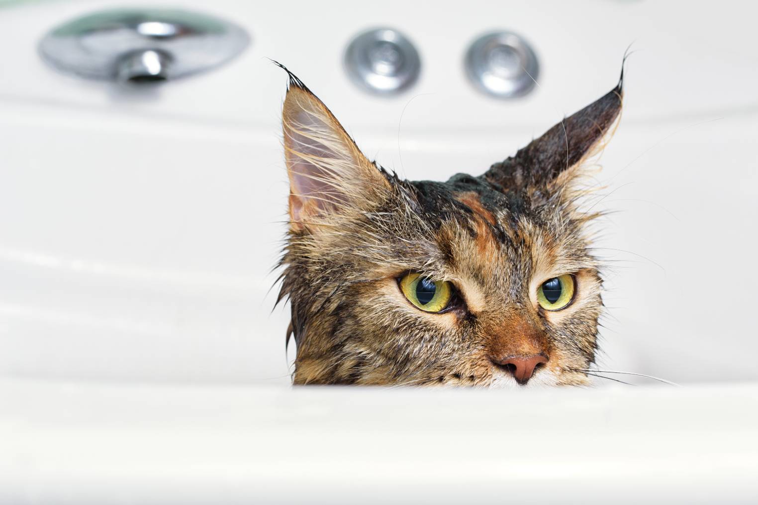 Maine Coon inside the Bath