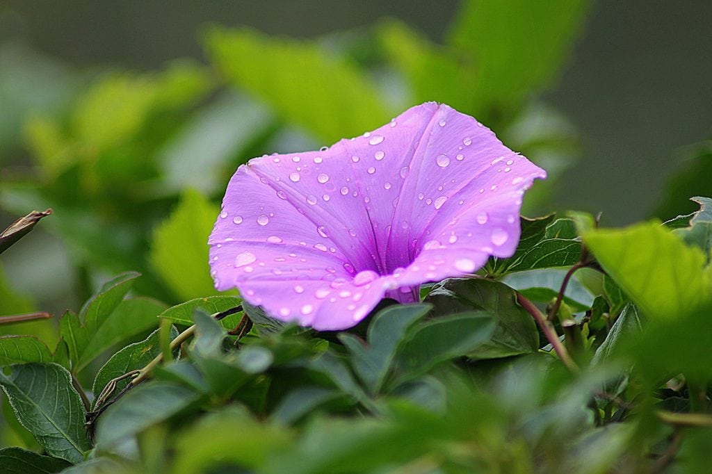 Morning Glories