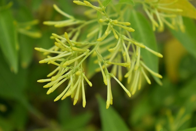 Night-Blooming Jasmine