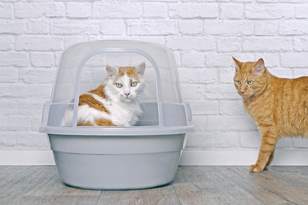 Orange cat annoyed at another cat in the litter box