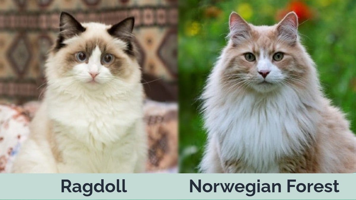 Ragdoll vs Norwegian Forest Cat side by side
