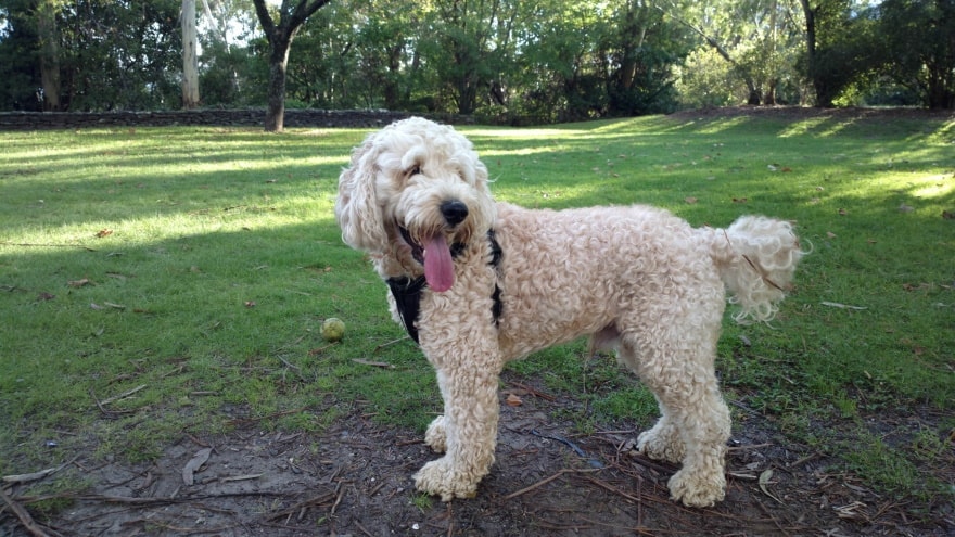 Spoodle dog outdoor