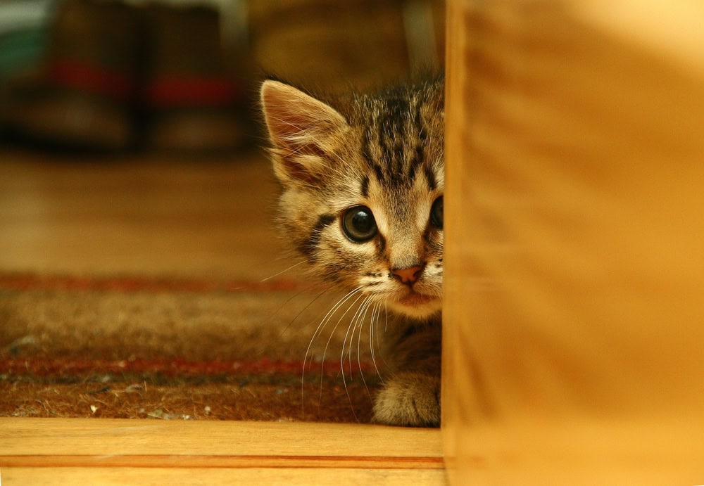 Sweet kitten peeking from behind door