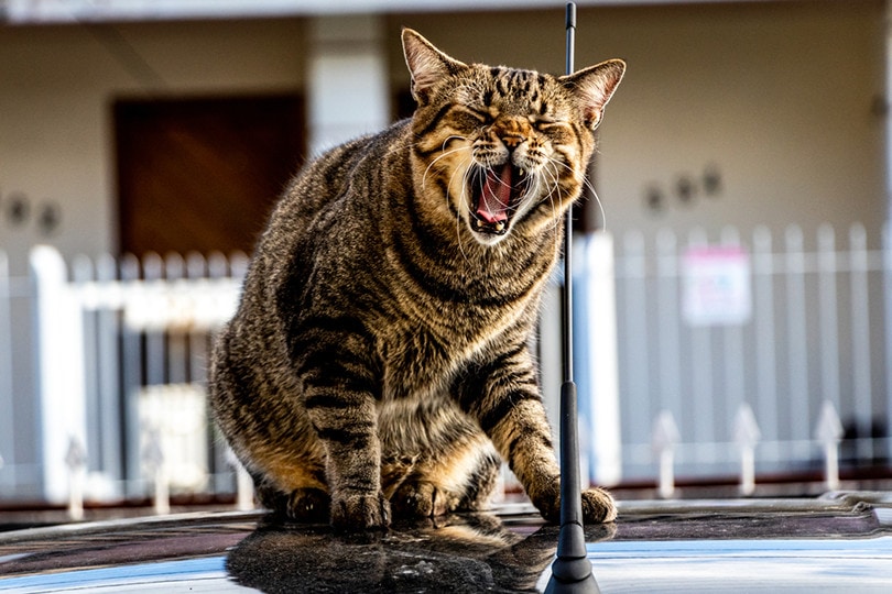 Yawning Brazilian Shorthair Cat_