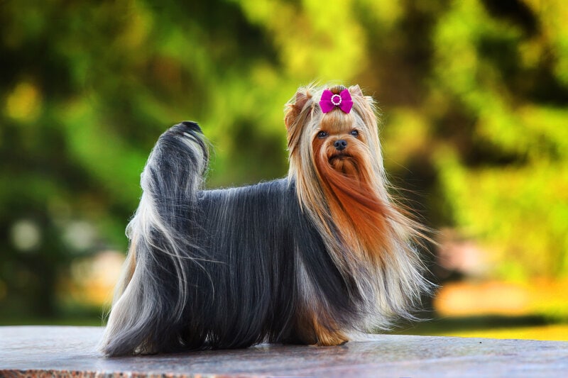 Yorkshire Terrier with long hair