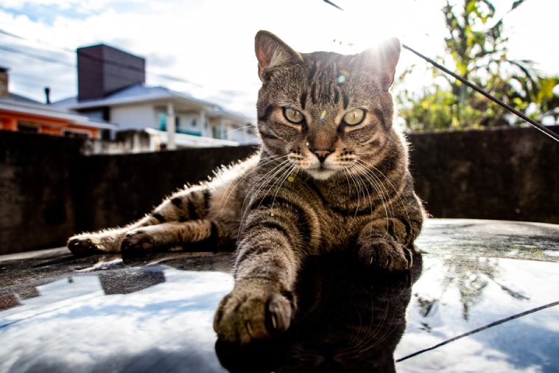 a brazilian shorthair cat on top of a black car