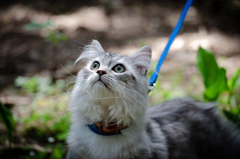 a medium haired cat on a leash outdoor