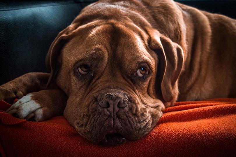 an old bordeaux dog lying on couch