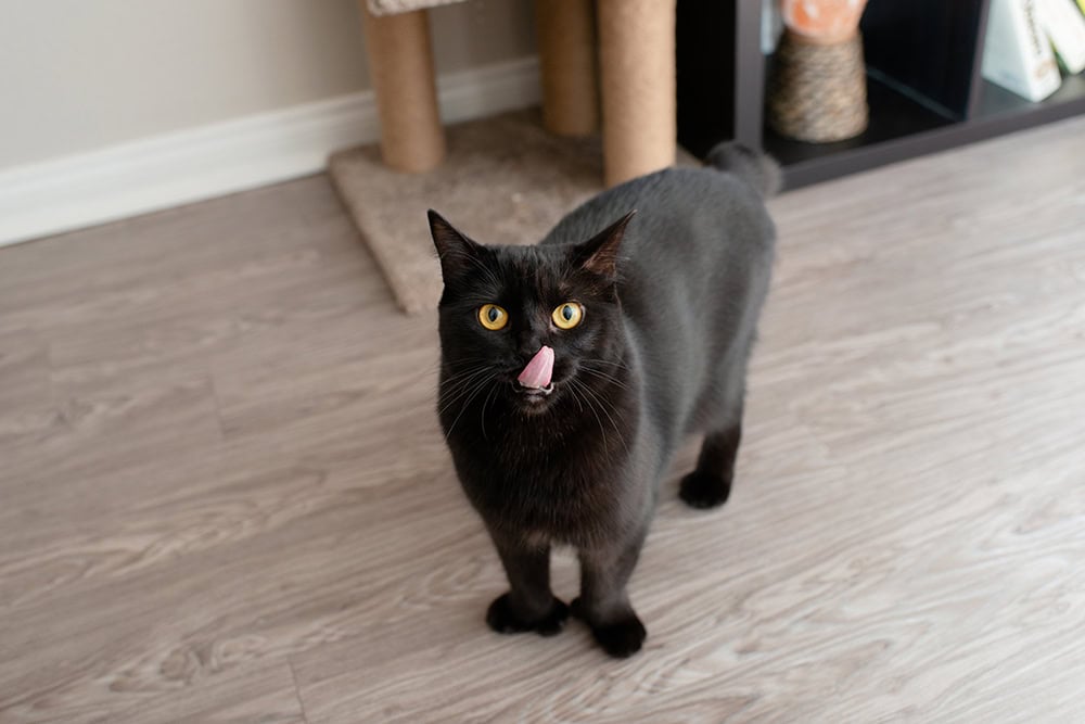 black polydactyl cat on the floor