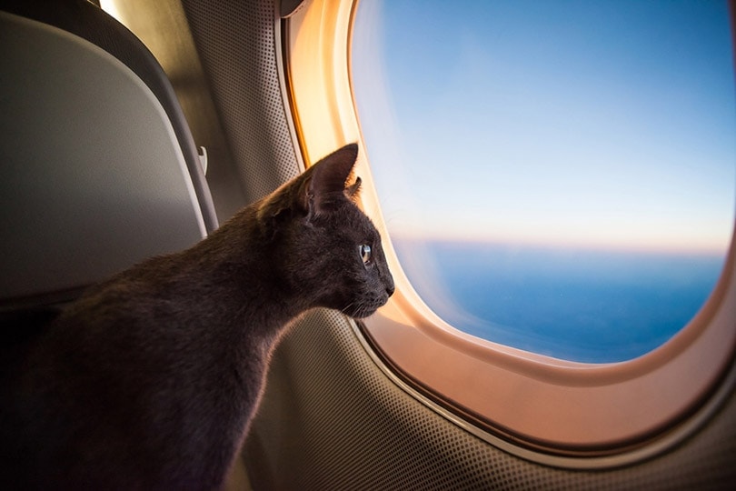cat in a cabin