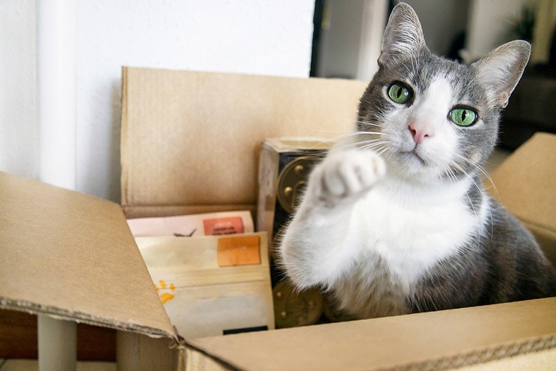 cat sitting in a cardboard box with dry food and snack