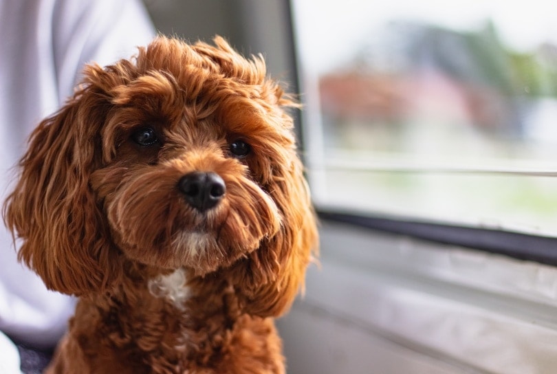 cavoodle dog