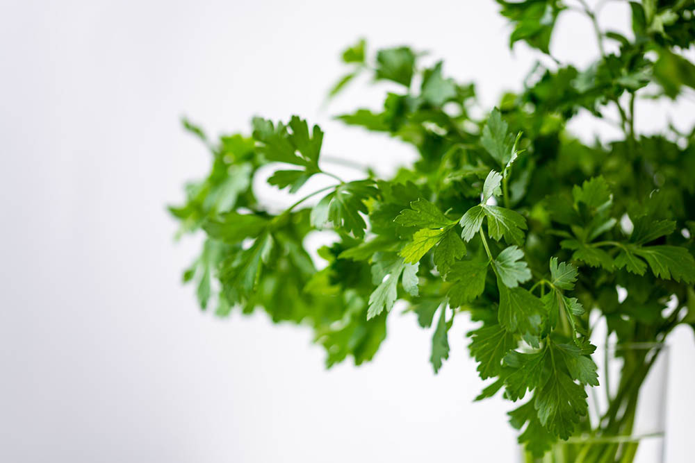 cilantro in a vase