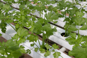 Can Cats Eat Cilantro? Vet-Reviewed Nutrition & Health Facts Hepper