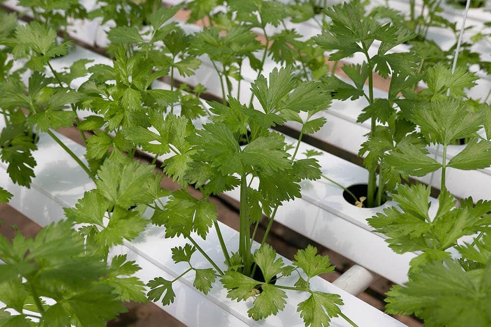 cilantro plants
