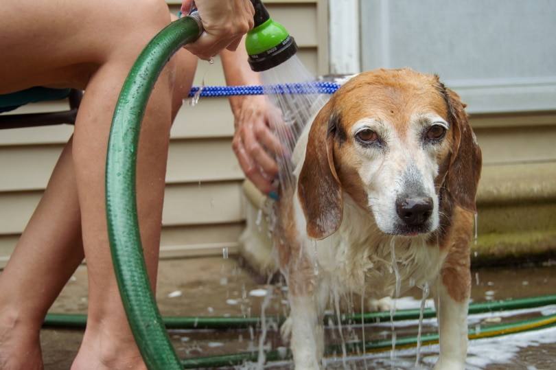 dog bath outdoor