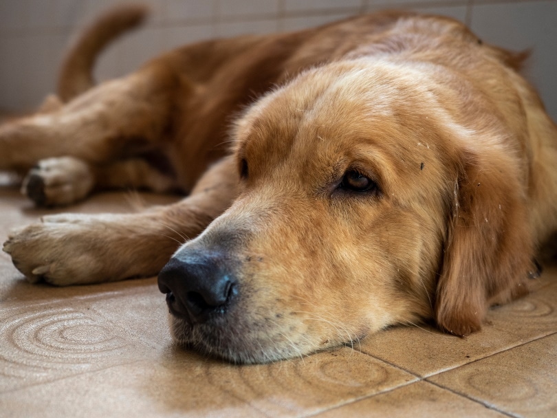 dog lying on the floor with mosquito