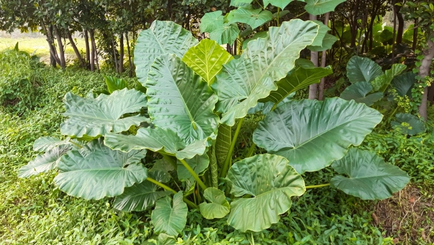 elephant ear plant