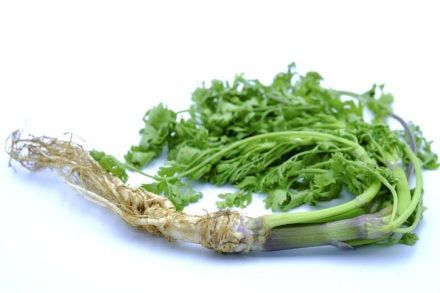Can Cats Eat Cilantro? Vet-Reviewed Nutrition & Health Facts Hepper