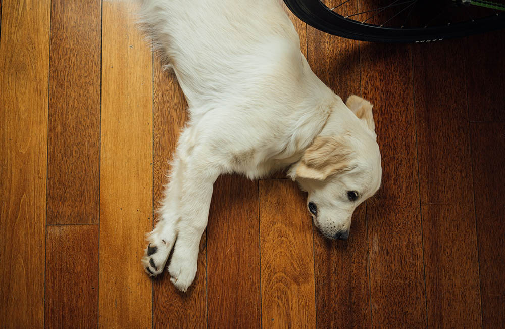 golden retriever on the floor