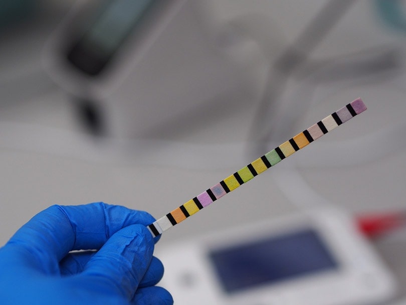 hand in blue glove holding urine strip test results in healthy animal