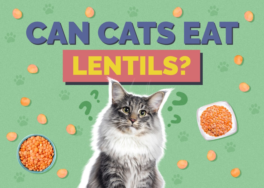 Can Cats Eat lentils